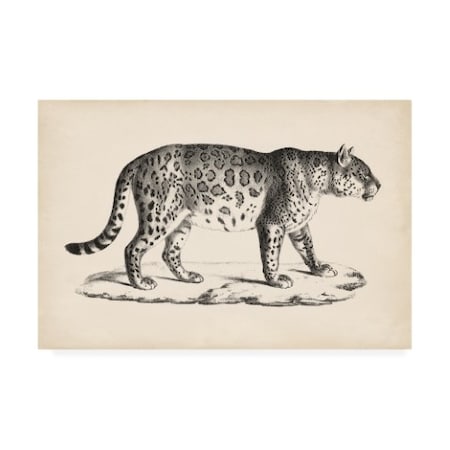 Brodtmann 'Brodtmann Male Leopard' Canvas Art,22x32